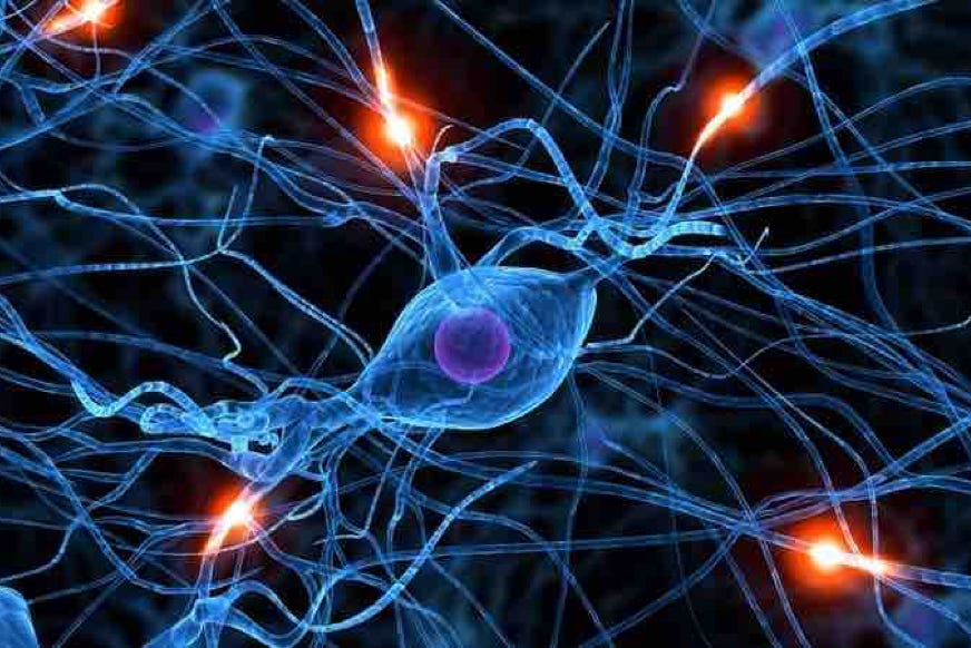waii neural network human being
